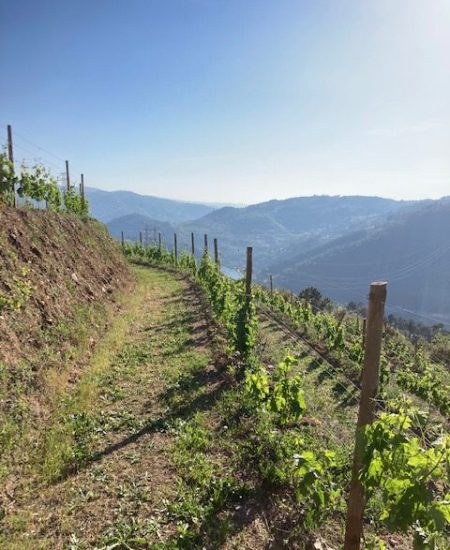 Quinta do Barriolo
