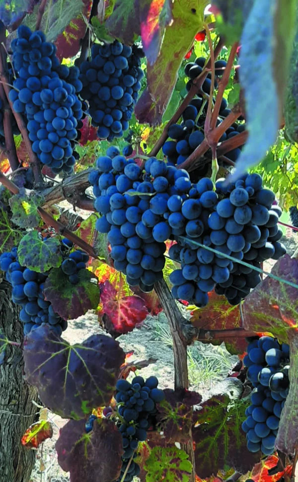 Uvas na vinha de António Marinha