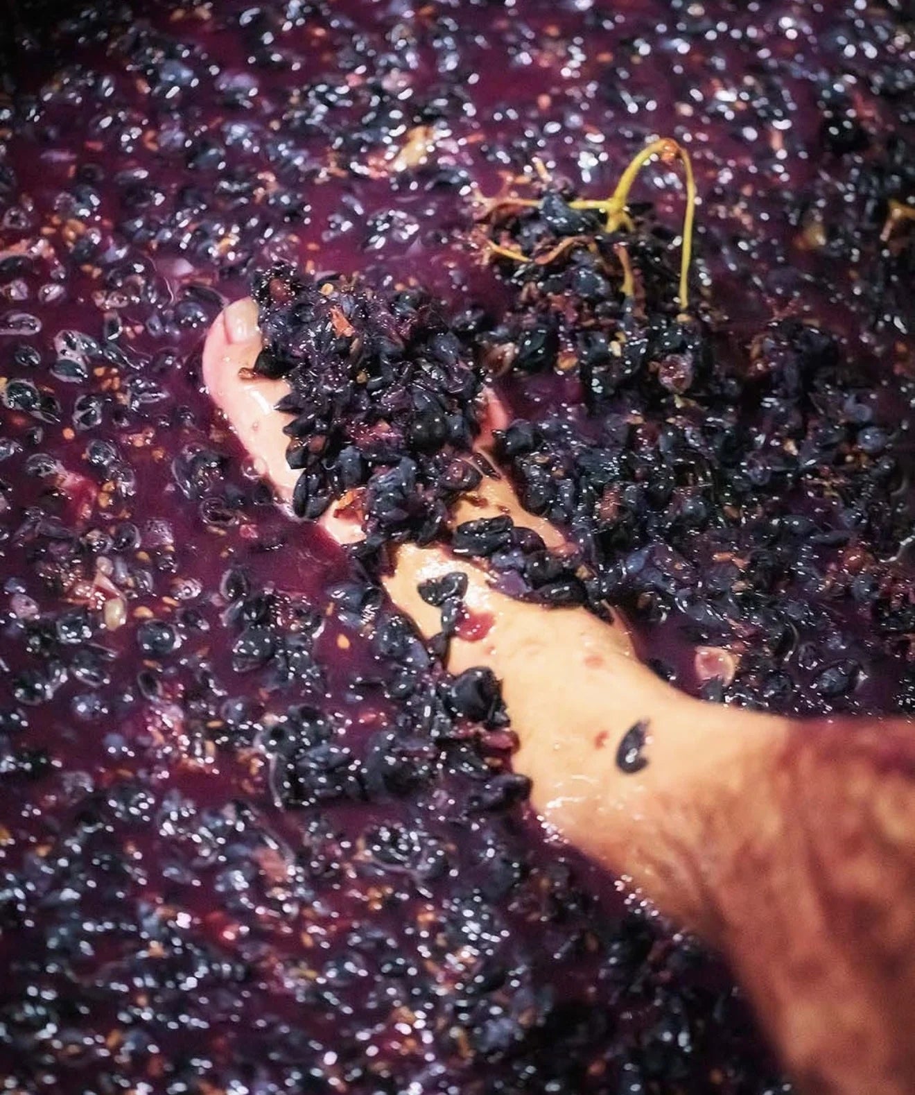 Fermentação das uvas tintas