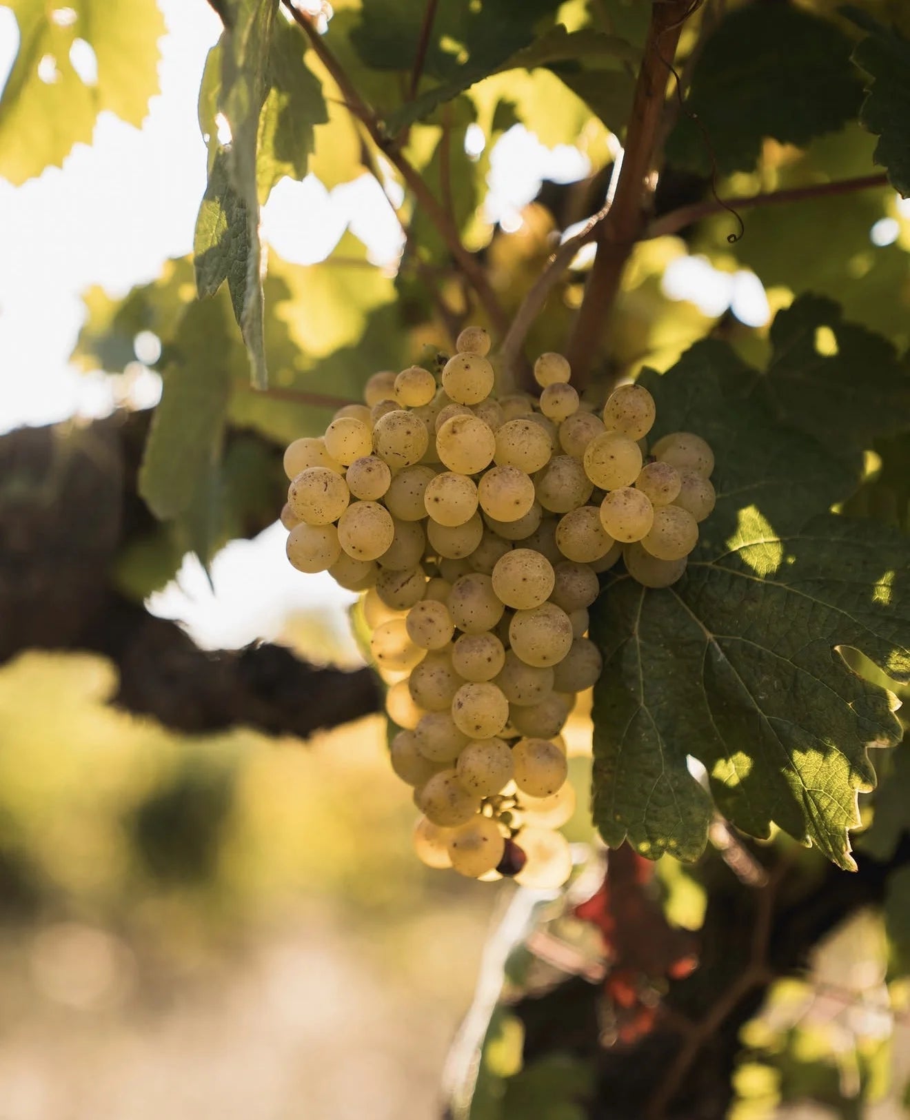 Uvas brancas da Casa da Réssa