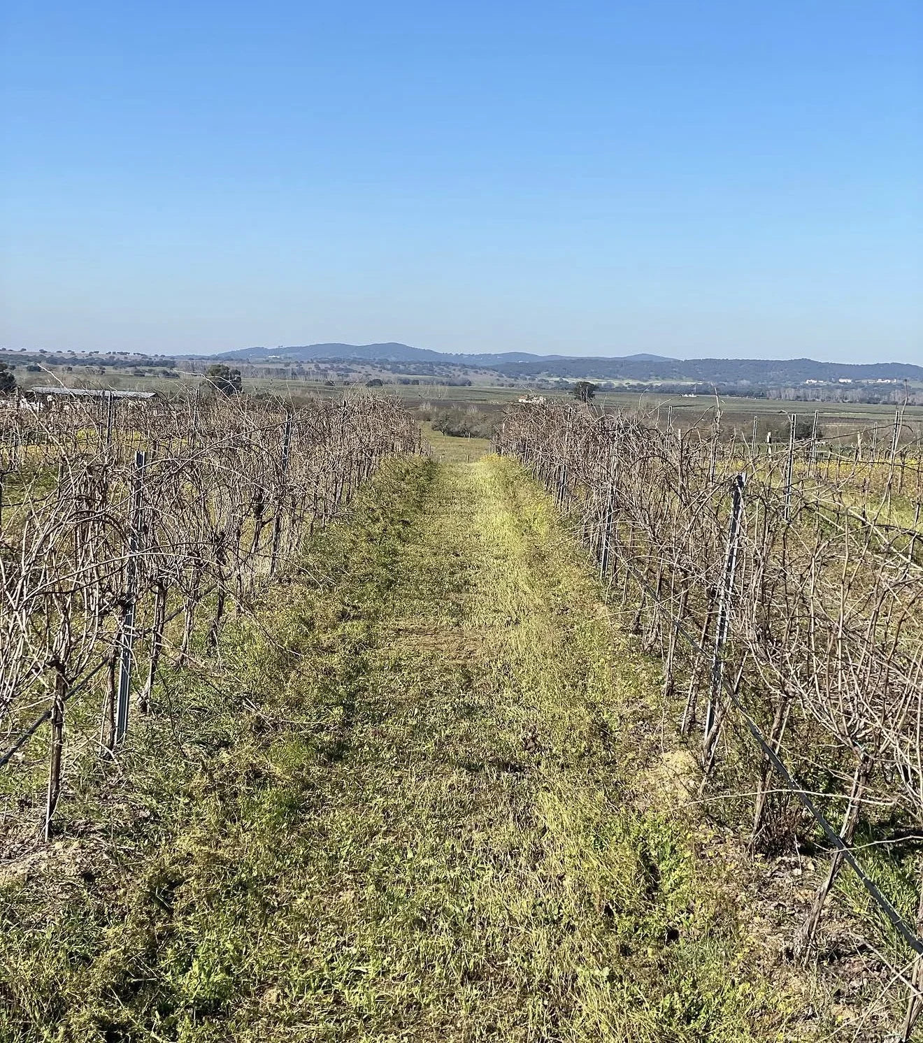 Volteface | Alentejo Wines | Cave Tirsense — origin