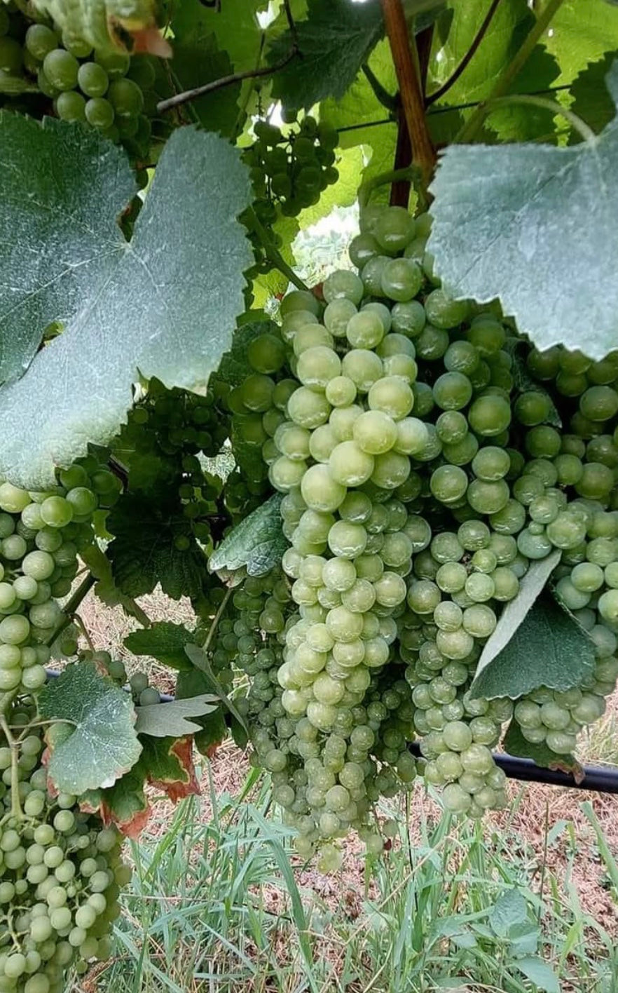 António Vilela Areias | Vinho Verde | Cave Tirsense