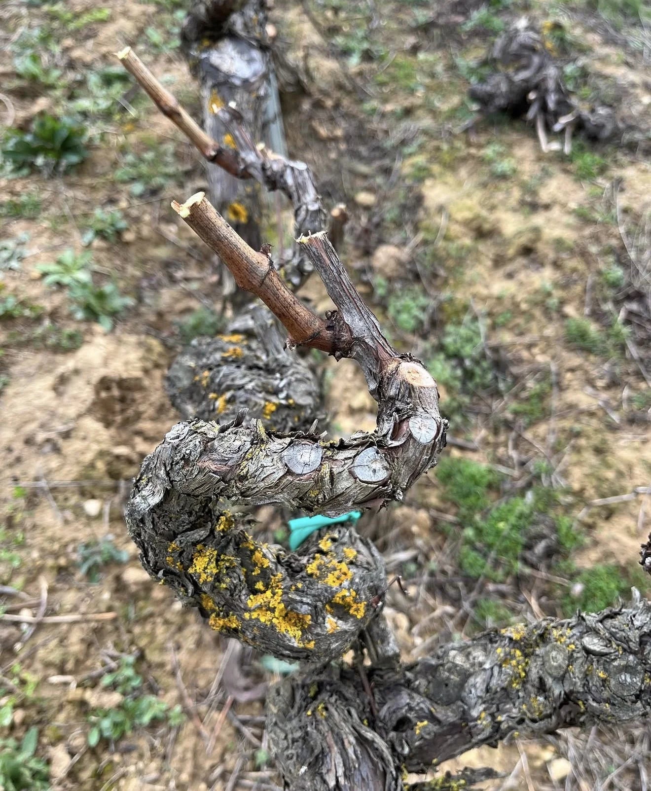 Cepas antigas de Tentenublo em Viñaspre