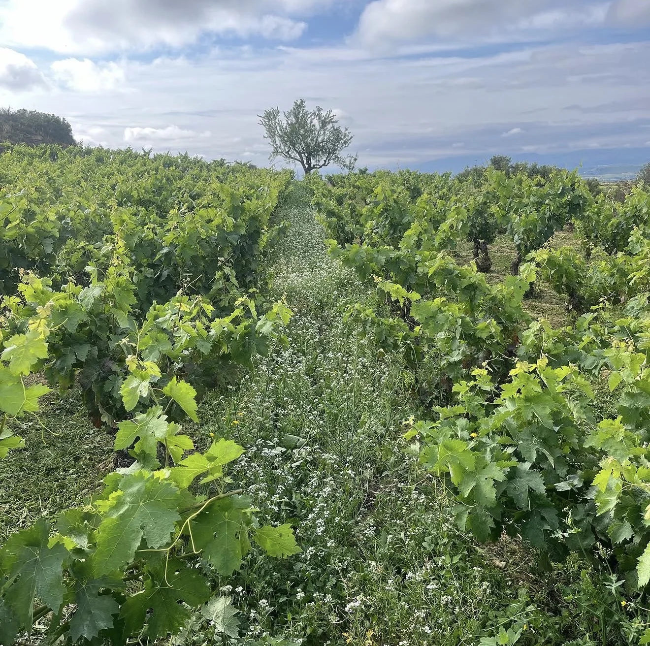 Coberto vegetal entre as linhas de vinha Tentenublo