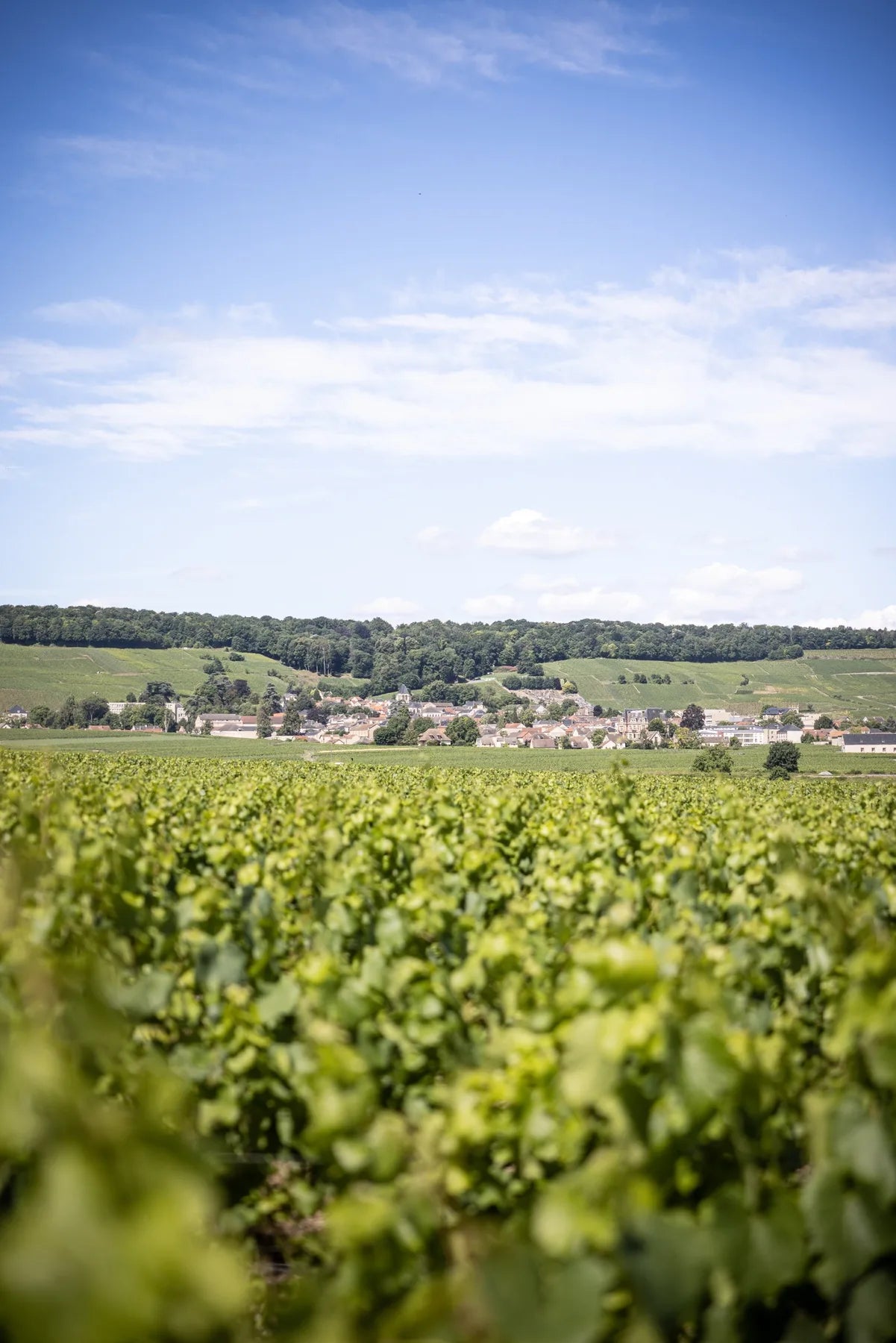 Champagne Camille Bonville