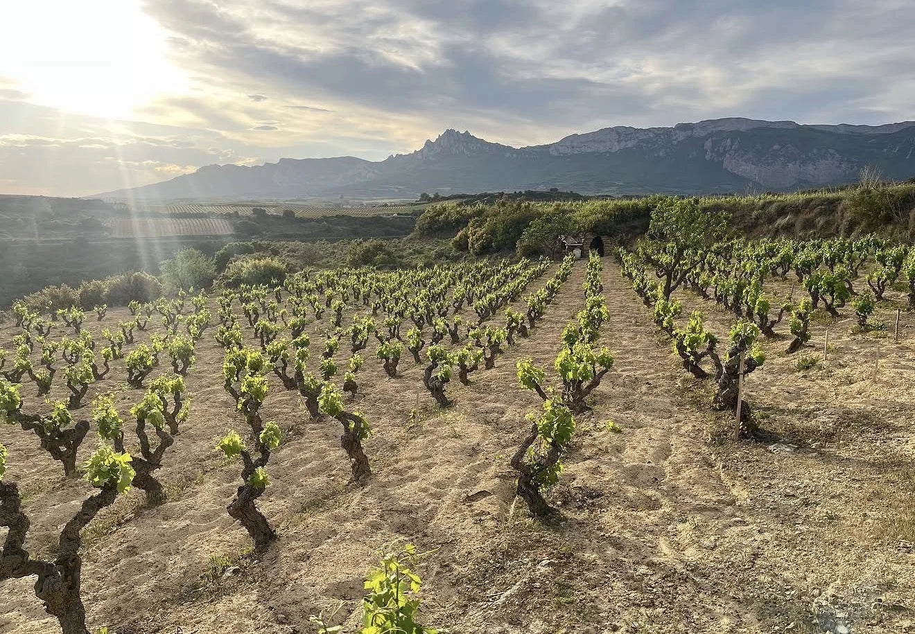 Tentenublo Wines