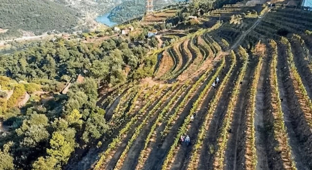 Paisagem vitícola de um produtor representado