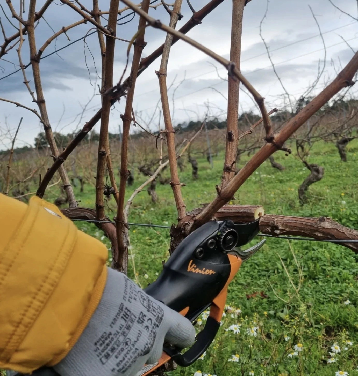 Chicane | Dão Wines | Cave Tirsense