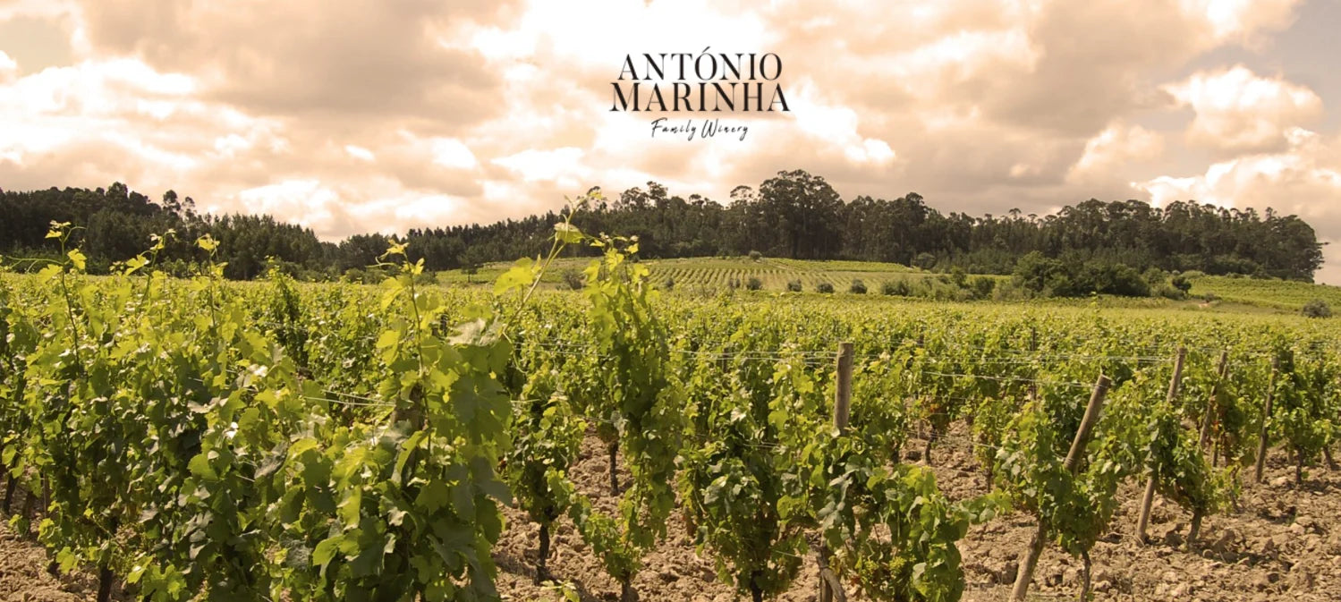 Vinhas da família António Marinha na Bairrada