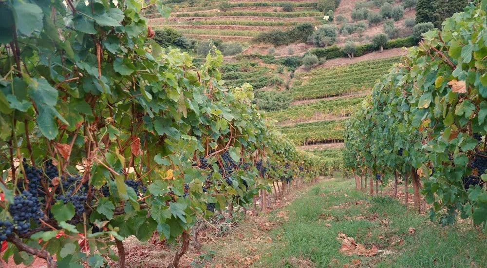 Quinta da Rede in Portugal | Cave Tirsense