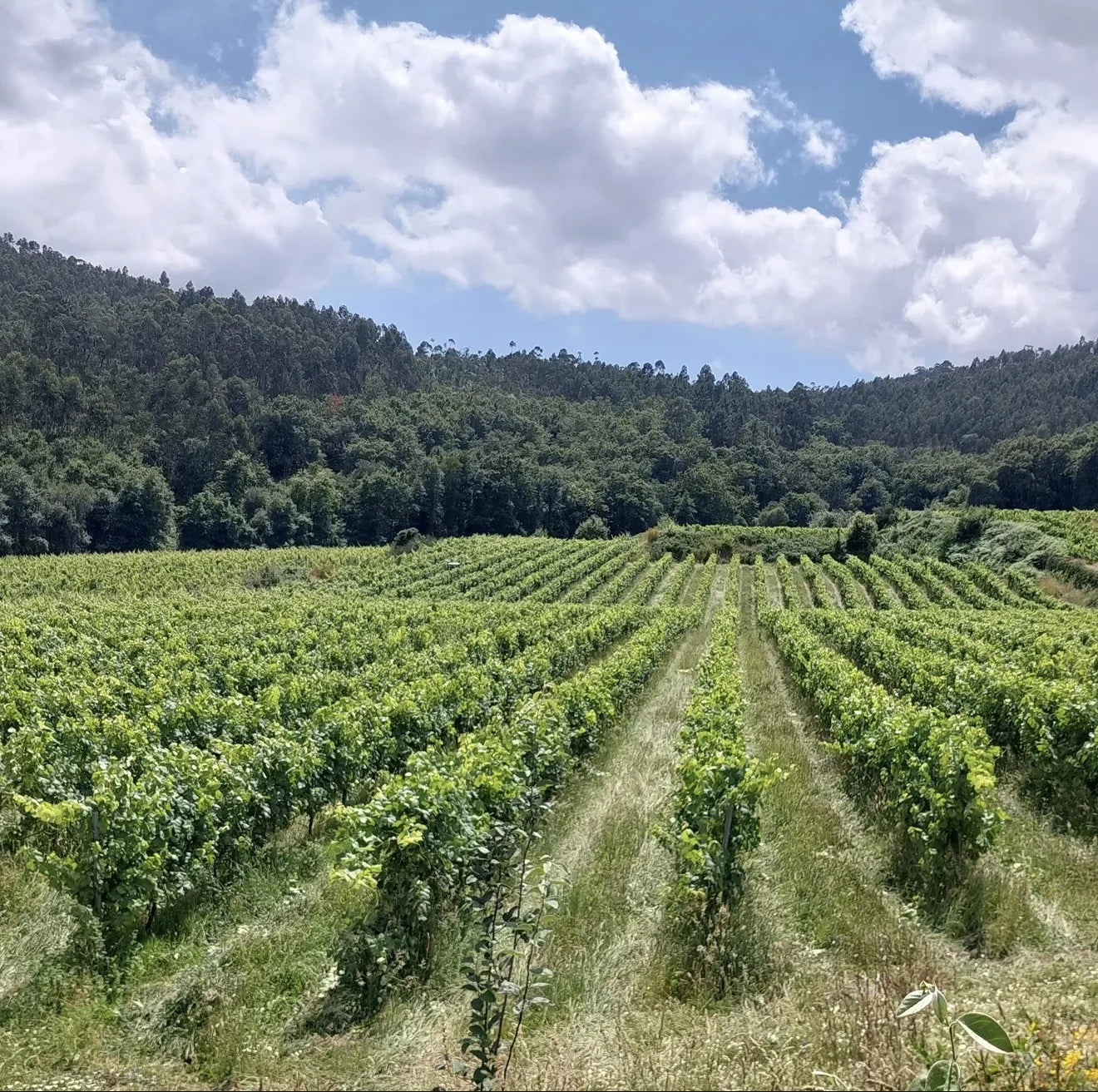 Quinta da Rede in Portugal | Cave Tirsense — origin