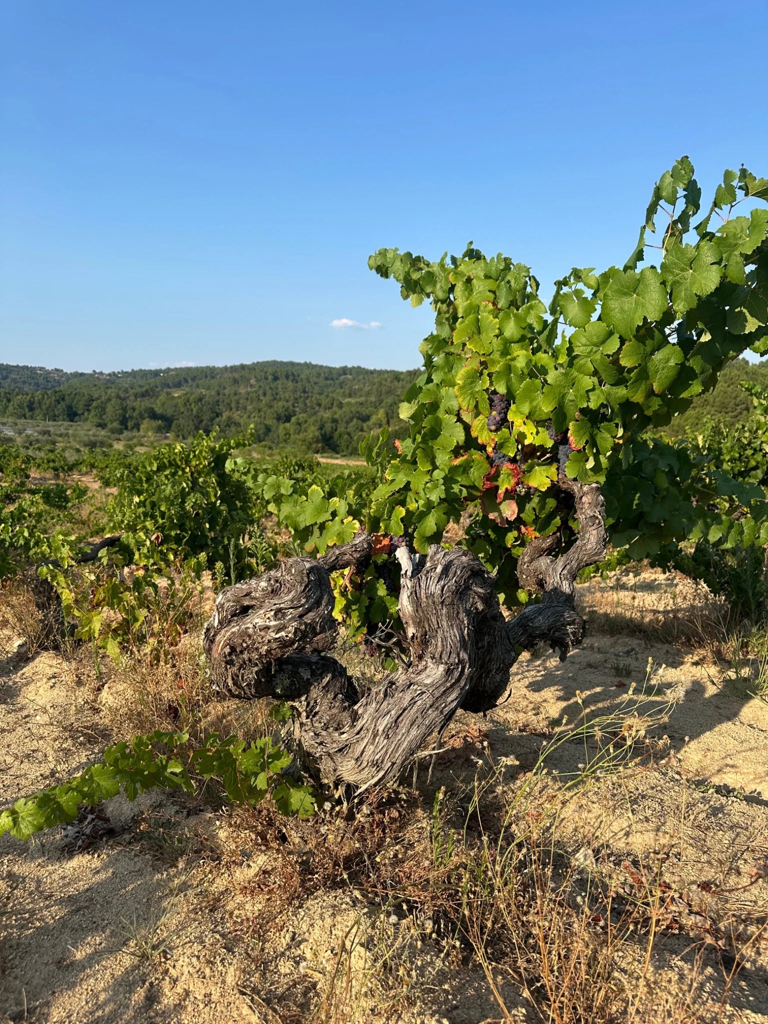 Quinta do Salvante | Trás-os-Montes Wines | Cave Tirsense