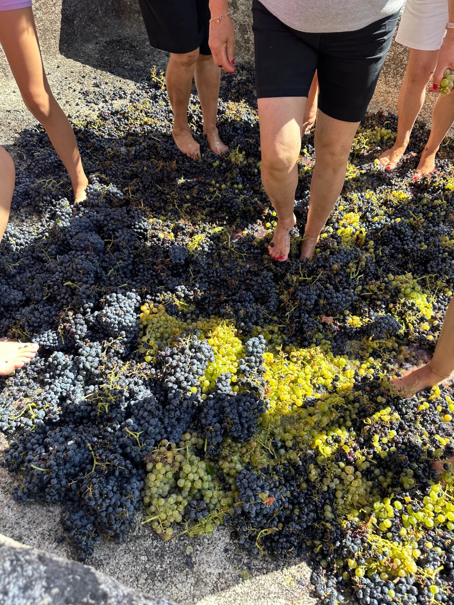 Uvas no lagar rupestre da Quinta do Salvante