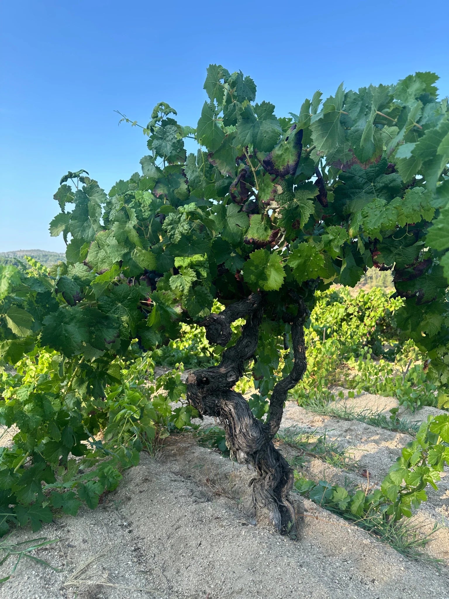 Quinta do Salvante | Trás-os-Montes Wines | Cave Tirsense