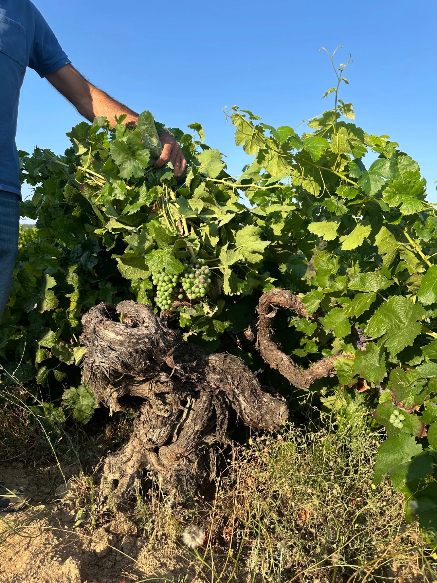 Quinta do Salvante | Trás-os-Montes Wines | Cave Tirsense