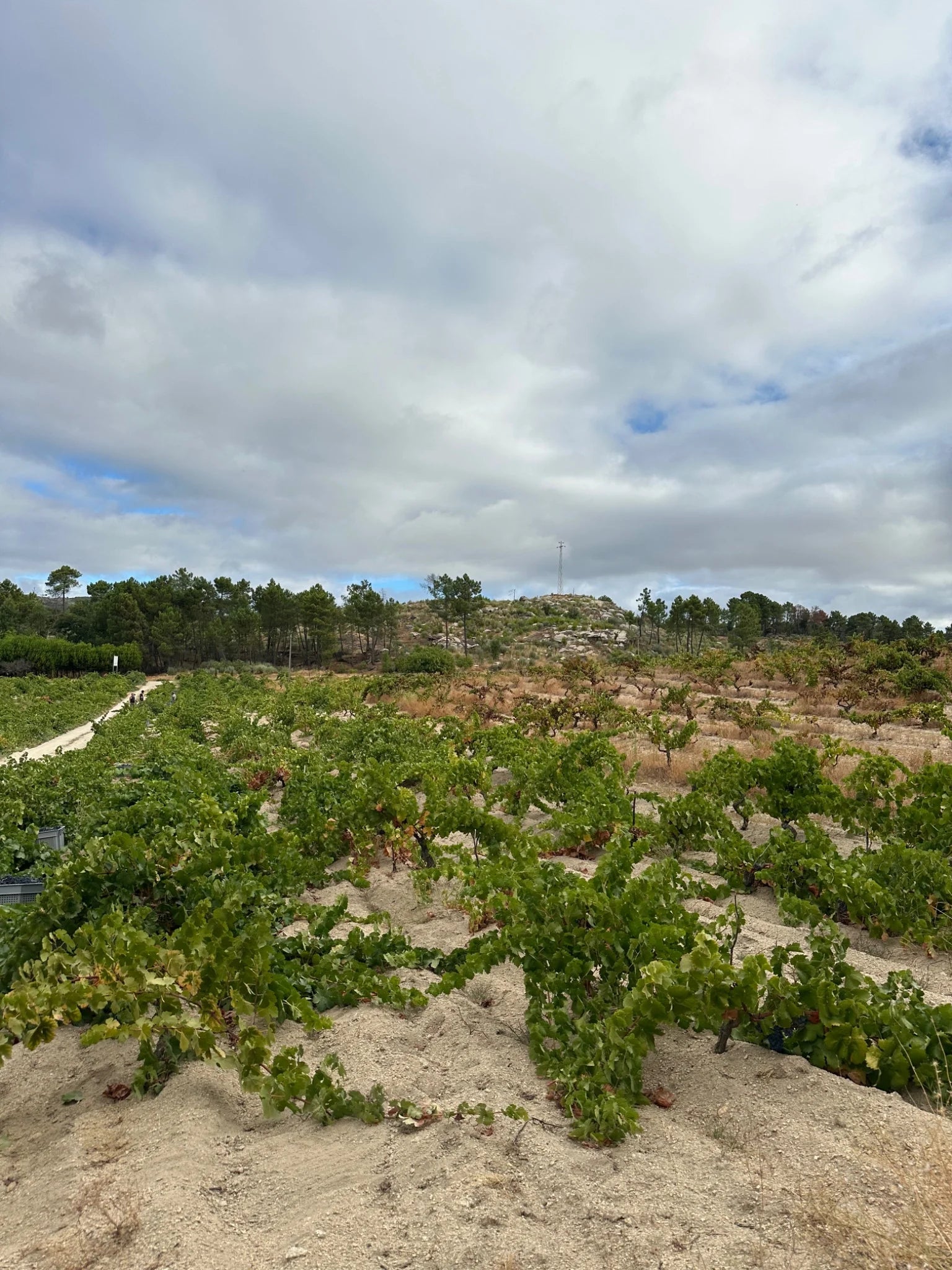 Quinta do Salvante | Trás-os-Montes Wines | Cave Tirsense — origin